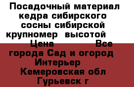 Посадочный материал кедра сибирского (сосны сибирской) крупномер, высотой 3-3.5  › Цена ­ 19 800 - Все города Сад и огород » Интерьер   . Кемеровская обл.,Гурьевск г.